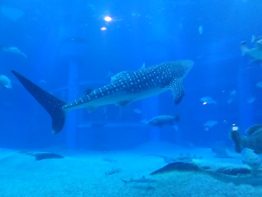 Oasaka Aquarium2